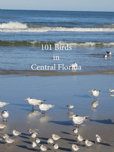 101 Birds in Central Florida